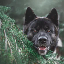 Bocah 7 Tahun di Buleleng Meninggal Dunia Setelah Digigit Anjing