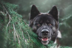 Bocah 7 Tahun di Buleleng Meninggal Dunia Setelah Digigit Anjing